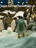 Pinguïns in de sneeuw.