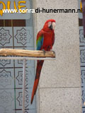 Een rood, geel blauwe papegaai op een stok.